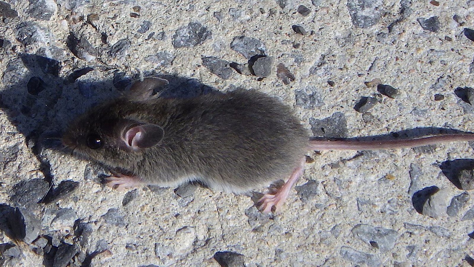 How to Catch a Mouse